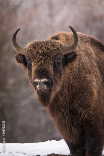 Bisons in forest during winter time with snow. Wilde life