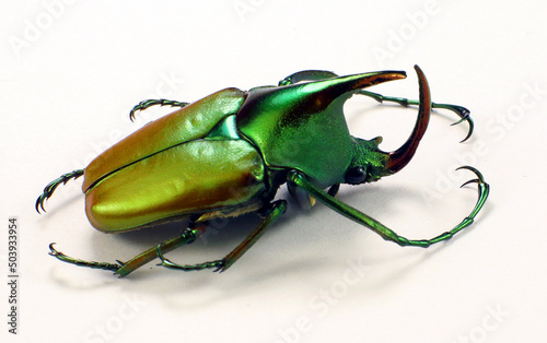 Isolated multicolor flower beetle Theodosia rodriguesi from Philippines. Collection beetles. Entomology. photo