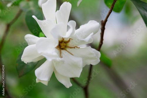 Close-up of white gardenia jasminoides flower blooming in the garden