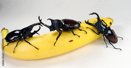 Giant rhinocetos beetles Allomyrina dichotomus, Xylotrupes gideon and stag beetle Hexarthrius parryi on banana. Breeding beetles. Dynastidae. Cetoniidae. Lucanidae. Coleoptera. Giant black tropical be photo