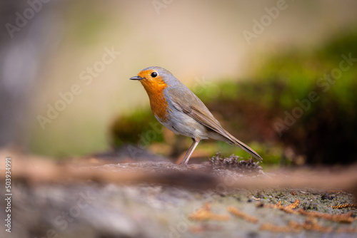 European robin © GM Photos