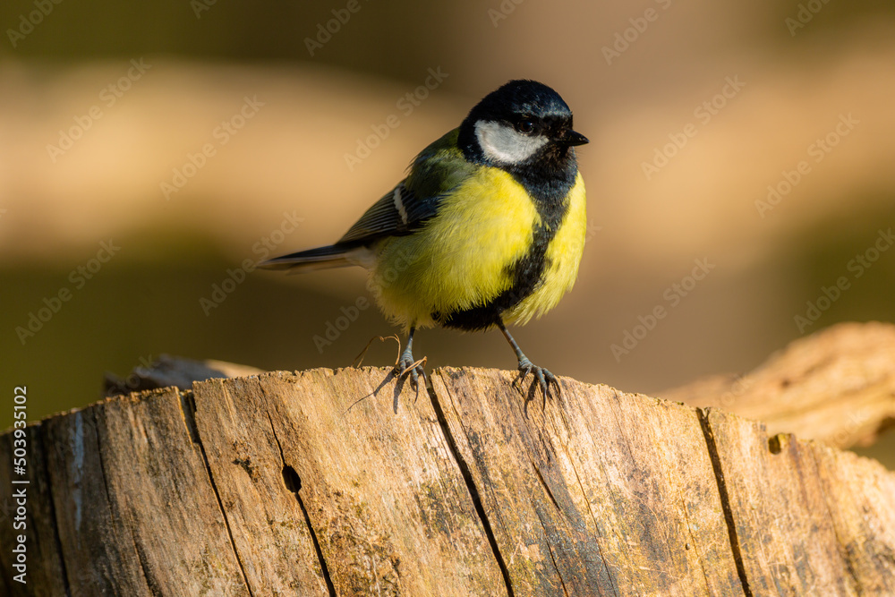 Fototapeta premium Great tit