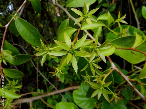 planta ora pro nobis - pereskia aculeata