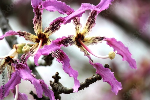 planta flor paineira rosa - chorisia speciosa photo