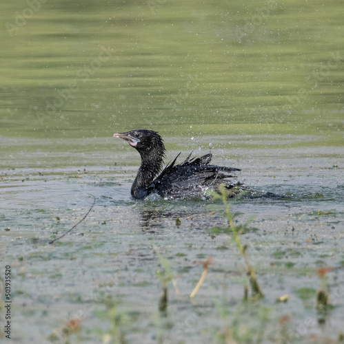 Little Cormorant having a dip in the water before flight