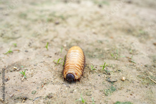 Melolonthinae. Giant Scarab Beetle Or Scarabaeidae. Larva Of May-Bug Crawling On The Ground.