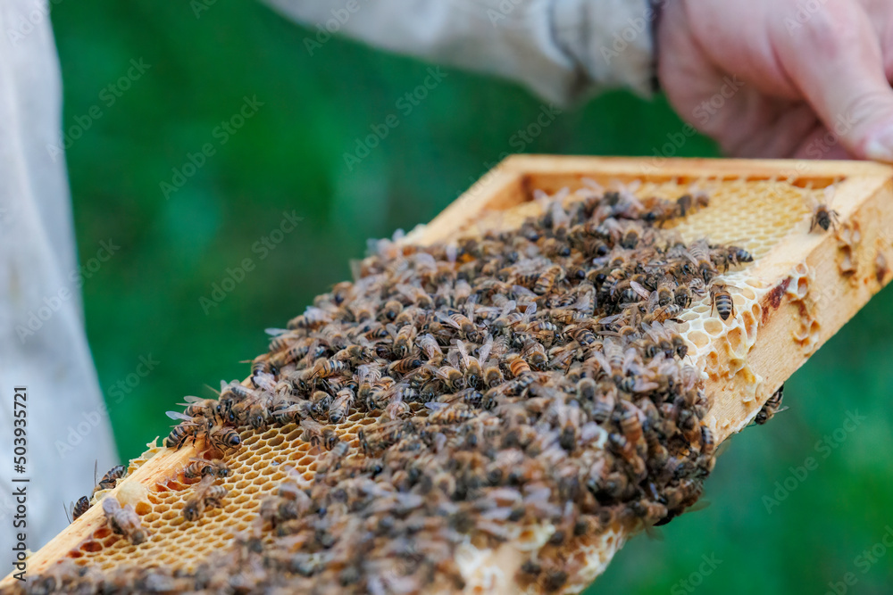 A beekeeper works with honeycombs on a bee box in Zander size A beekeeper works with honeycombs on a bee box in Zander size