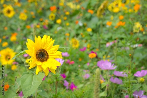 Orgnaic sunflowers and wild flowers in a field in summer with copy space