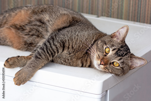 Fototapeta Naklejka Na Ścianę i Meble -  Cat lying on refrigerator