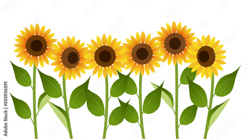 Obraz premium 複数のひまわりのイラスト