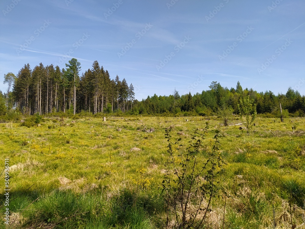 forest in spring forest in spring