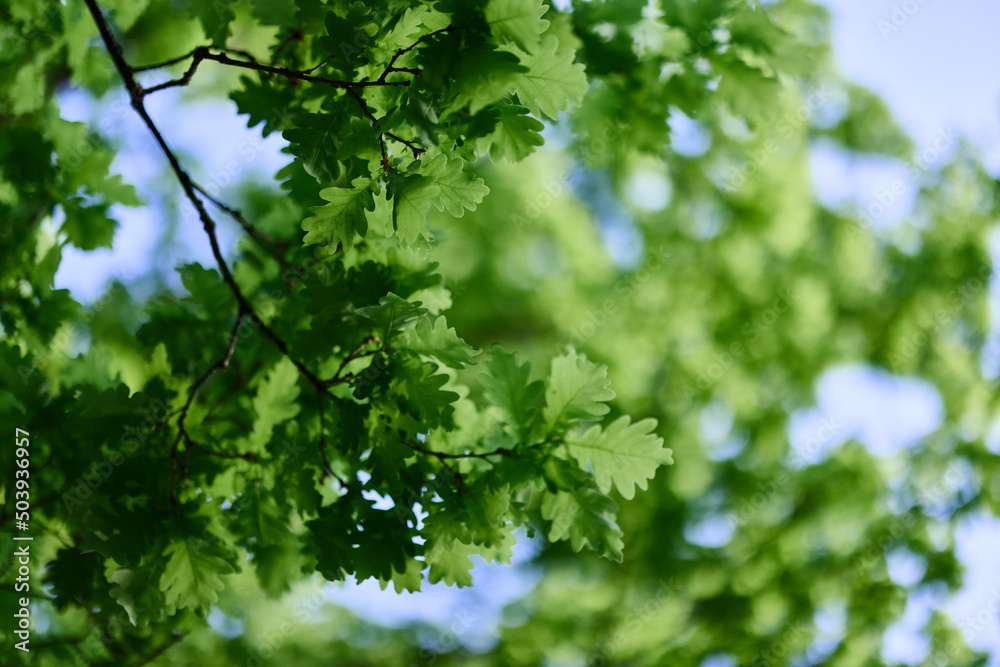 Fresh green leaves of the oak tree against a sunny cloudless sky Fresh green leaves of the oak tree against a sunny cloudless sky