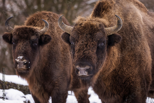 Bisons in forest during winter time with snow. Wilde life