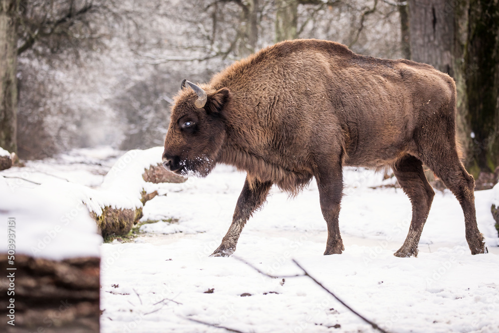 Bisons in forest during winter time with snow. Wilde life Bisons in forest during winter time with snow. Wilde life
