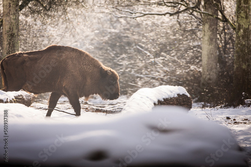 Bisons in forest during winter time with snow. Wilde life © danmir12
