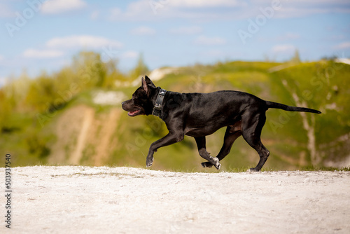 Black American Pit Bull Terrier outdoors