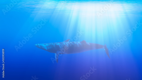 Humpback whale swims darkblue underwater