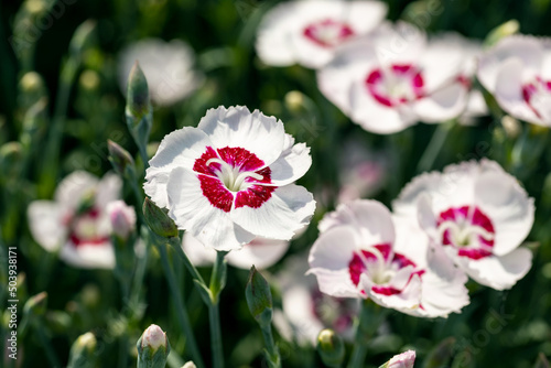 Dianthus plumarius, also known as the common pink, garden pink, or wild pink, or simply pink. This species is native to Austria, Croatia, and Slovenia, and naturalized in Italy, Germany, and the UK. photo