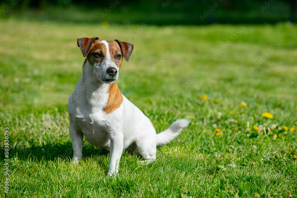Middle age jack russell terrier dog sits on green grass