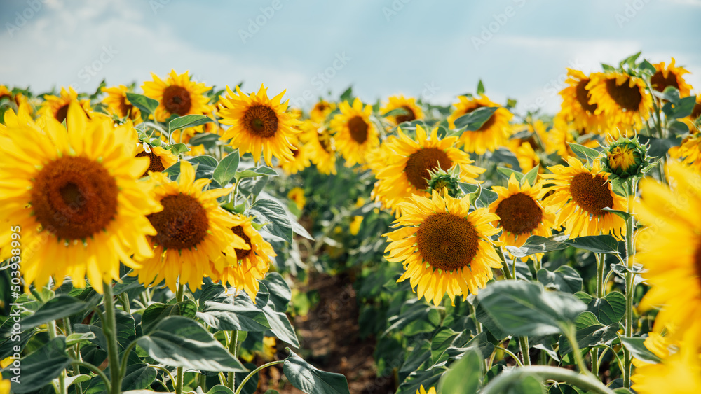Sunflower field with cloudy blue sky. sunflowers by summertime. Beautiful summer landscape. Ukraine agriculture.