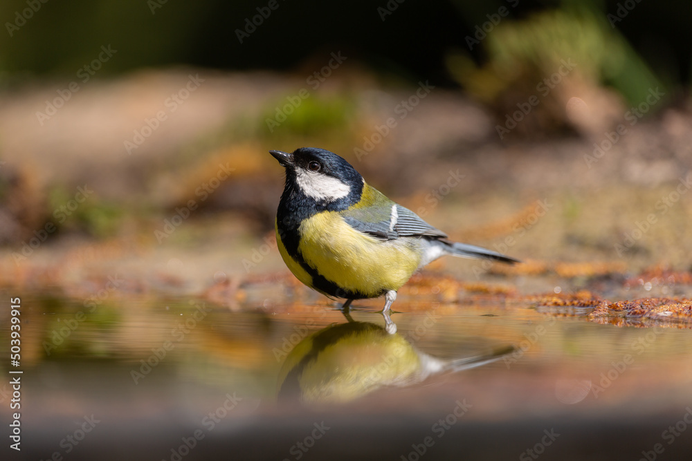 Obraz premium Great tit