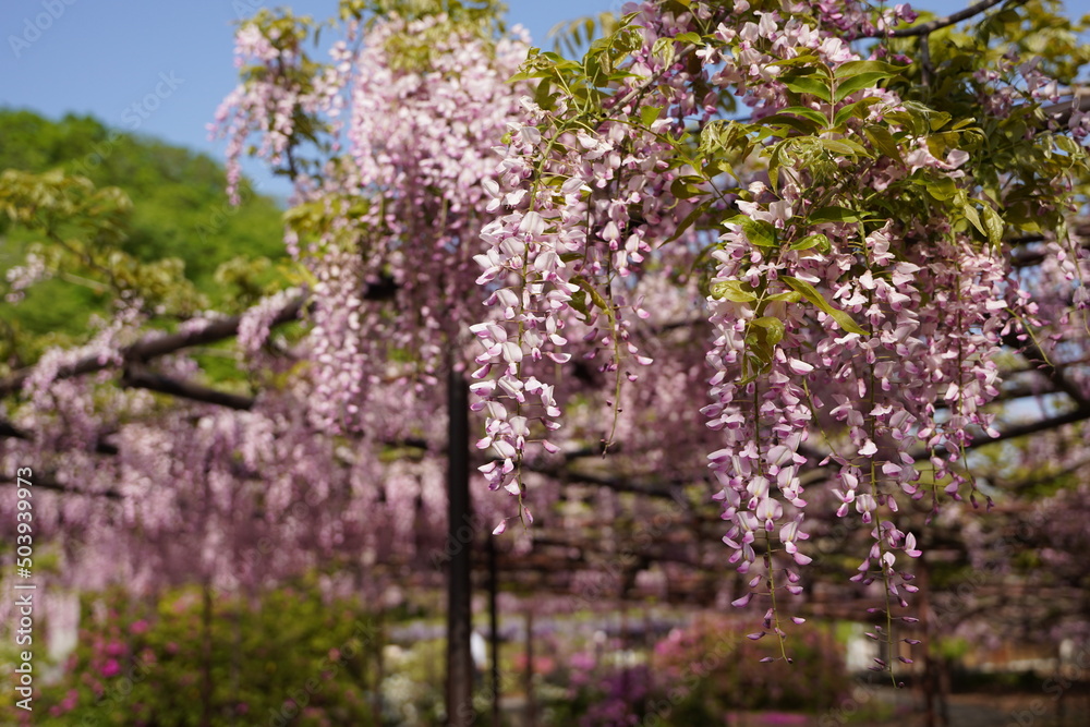 日本の埼玉県の本庄市の長泉寺の美しい藤棚