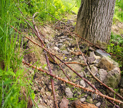 Difficult rocky and thorny path
