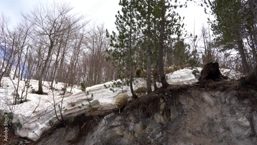 Sheep and lambs descending from the steep slope of the mountain in winter Sheep and lambs descending from the steep slope of the mountain in winter