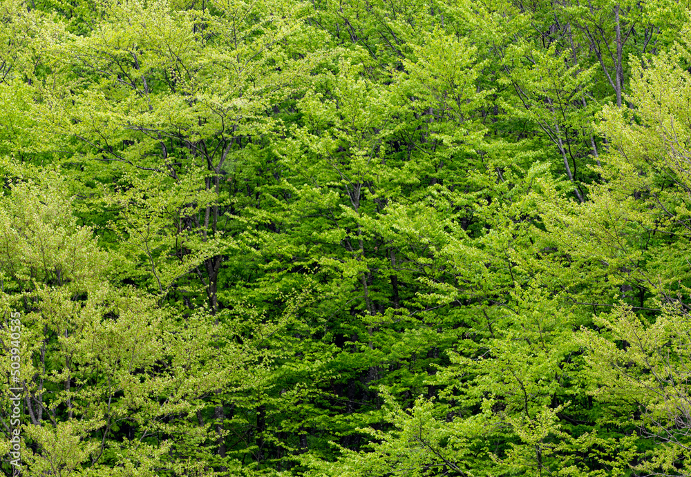 branches with green leaves at the edge of the forest branches with green leaves at the edge of the forest