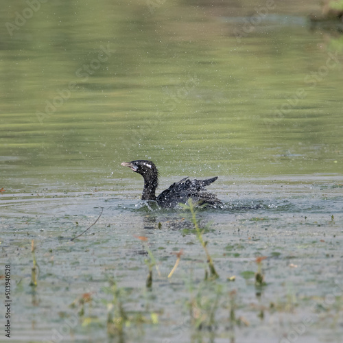 Little Cormorant having a dip in the water before flight