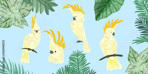 Four cute kakadu, tropical birds, hand drawn 