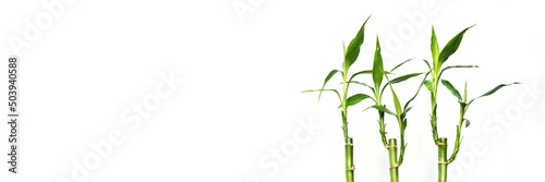 Tableau sur toile Lucky bamboos isolated on panoramic white background, web banner with copy space