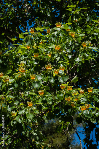 Luxurious yellow-orange flowers on tulip tree (Liriodendron tulipifera) against blurred background . Arboretum "Southern Cultures". Sirius (Adler) Sochi. Blooming American tulip tree or poplar tulip.