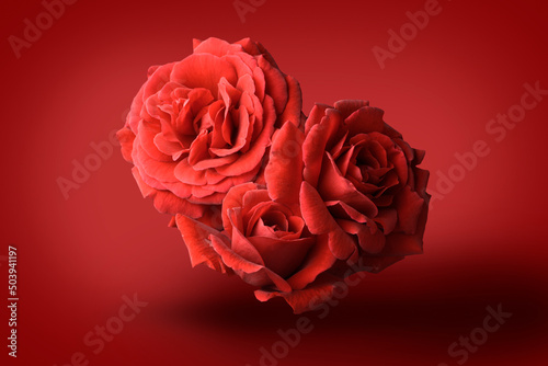 Fototapeta Naklejka Na Ścianę i Meble -  Red roses on a red background, three buds close-up, studio shot.
