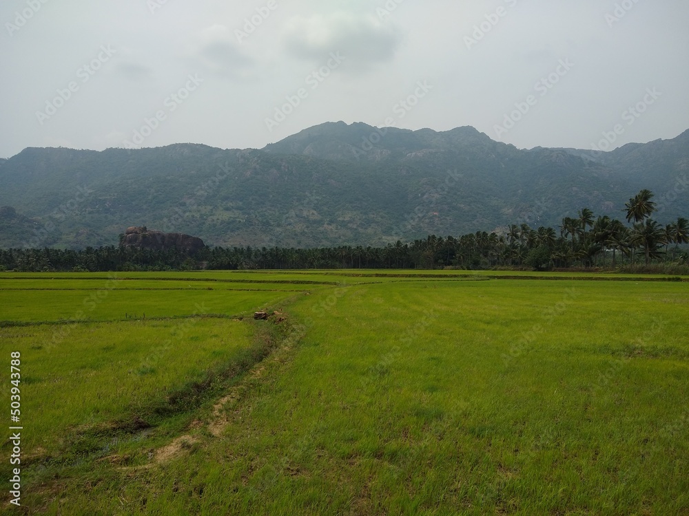 beautiful green paddy field in Kanyakumari district, Tamil Nadu