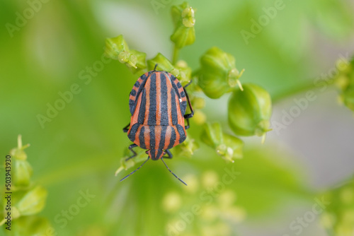 European Striped Shield Bug (Graphosoma italicum)
