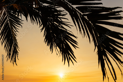 Palm leaves and sun  tropical beautiful sunset