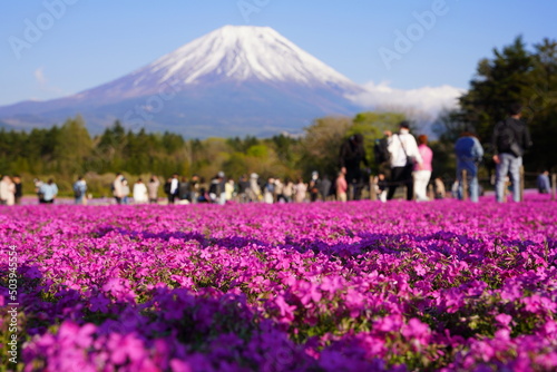 日本の山梨県 富士山麓の芝桜の公園から富士山を眺める