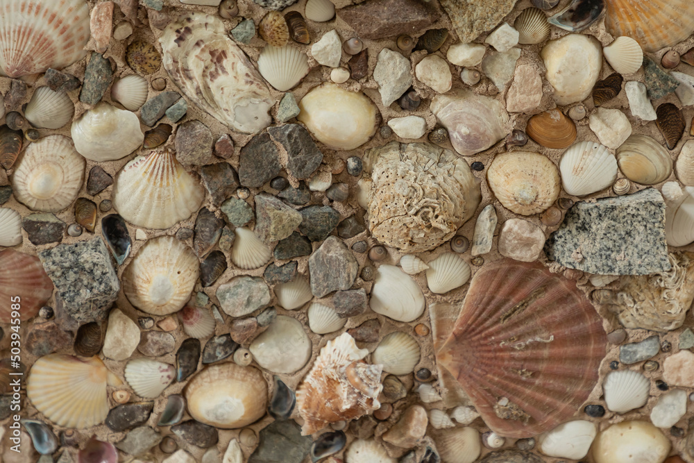 Background of various shells different sizes and colours