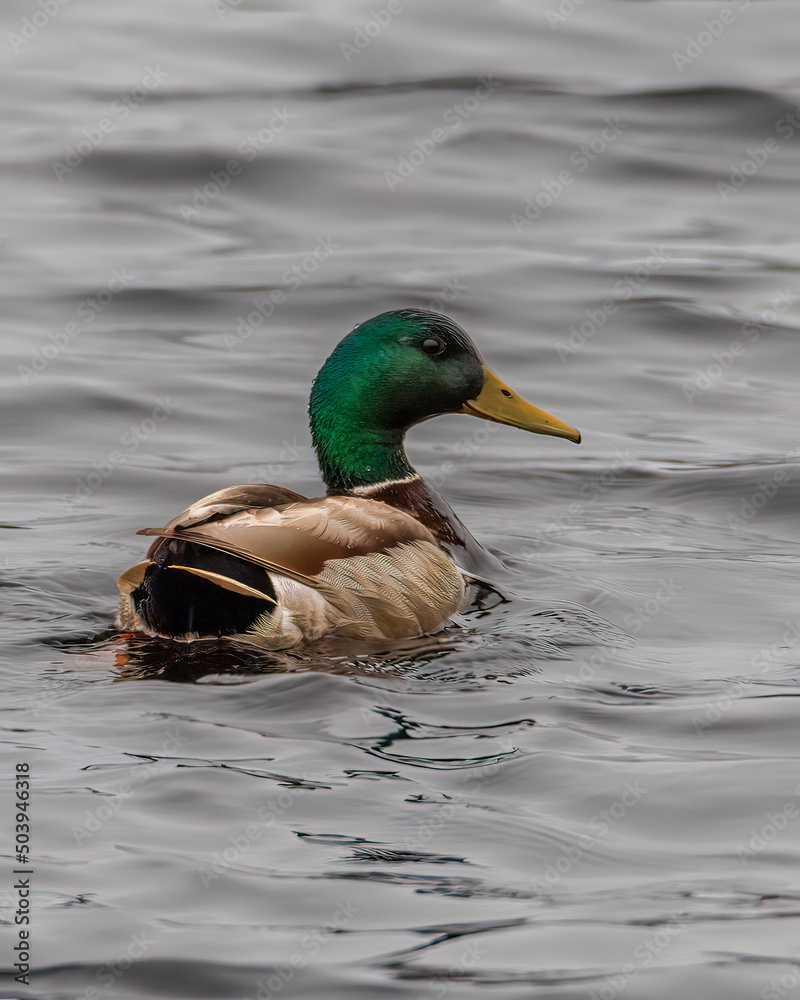 Drake Mallard (Anas platyrhynchos) duck swimming on open water during spring. Selective focus, background blur and foreground blur.
Drake Mallard (Anas platyrhynchos) duck swimming on open water during spring. Selective focus, background blur and foreground blur.