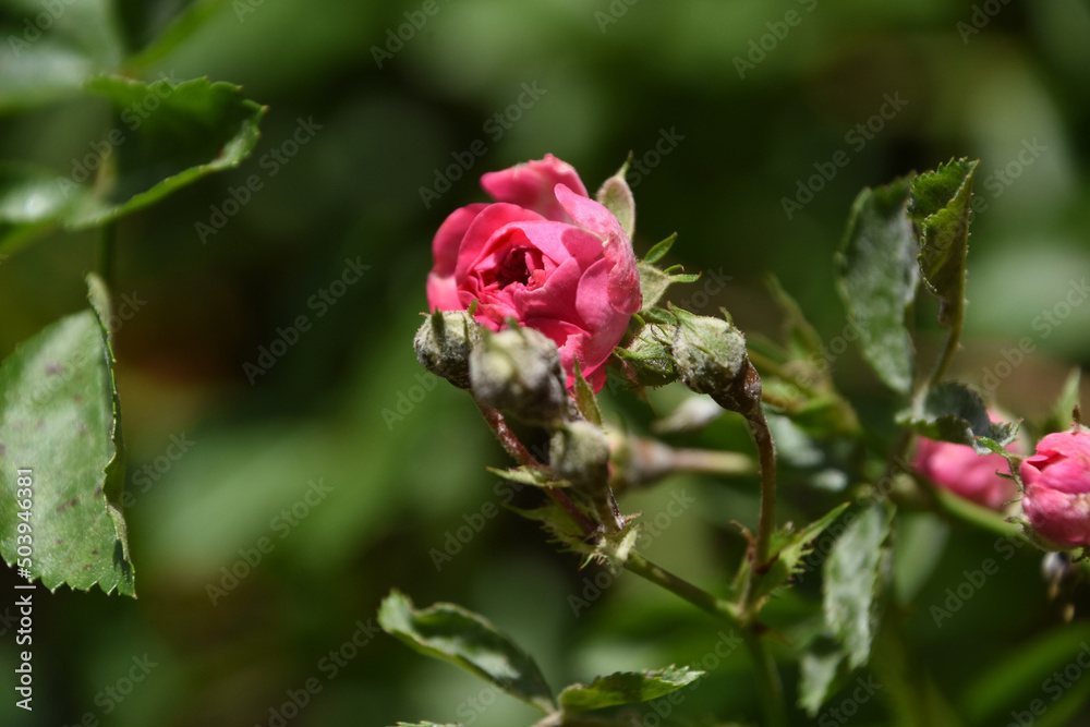 Gorgeous Flowering Red Rose Bush Budding and Blooming Gorgeous Flowering Red Rose Bush Budding and Blooming