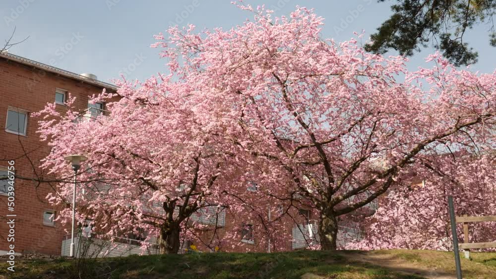 Sakura Cherry Blossom Trees Wide Panning, Low Angle Sakura Cherry Blossom Trees Wide Panning, Low Angle
