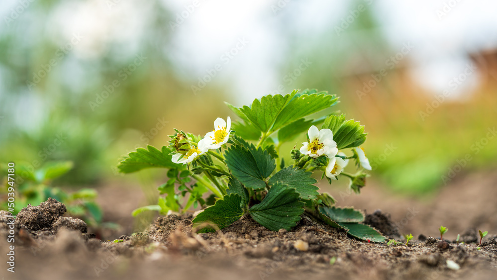 Organic strawberry plant growing on the ground Organic strawberry plant growing on the ground