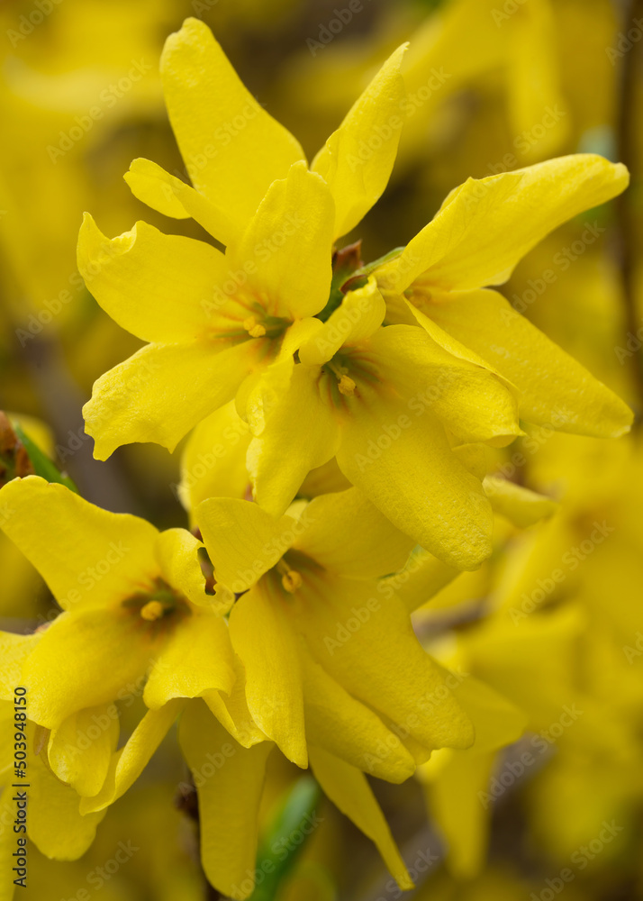 Yellow forsythia flowers bring a sense of joy and serenity Yellow forsythia flowers bring a sense of joy and serenity