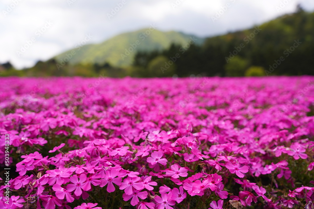 Obraz premium 日本の山梨県 富士山麓の公園 春の美しい芝桜