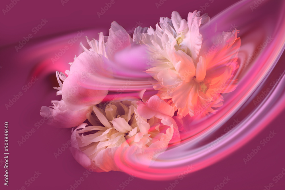 Pink peonies on a pink background, abstract lines in the form of waves, design composition.