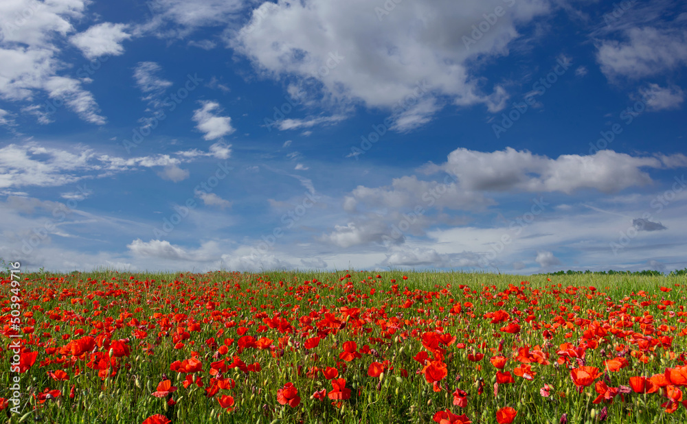 Red poppies in the green meadow with two thirds of blue sky with white clouds. Ideal for banners, greeting cards and wallpaper