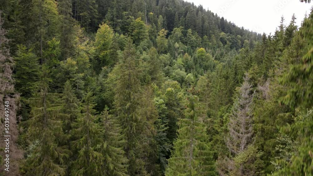 drone shot going up green forest drone shot going up green forest