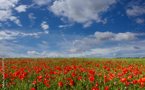 Red poppies in the green meadow with two thirds of blue sky with white clouds. Ideal for banners  greeting cards and wallpaper