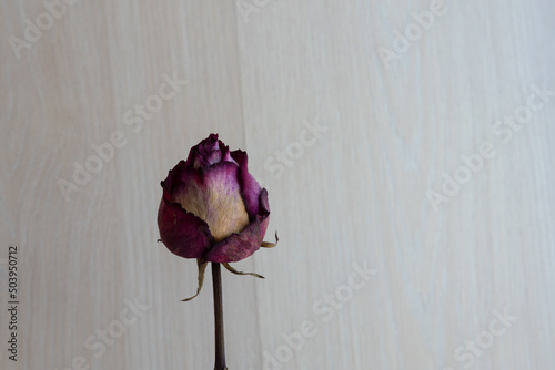 single dried rose on light backdrop. Symbol of lost love.